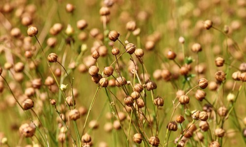 Ленено масло - ползи за здравето