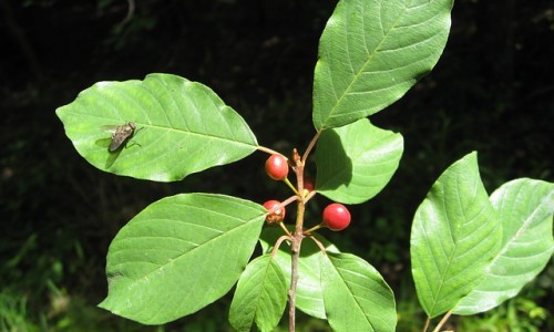 Морски зърнастец: Подцененото решение за кожа и коса, за което никога не сте чували!