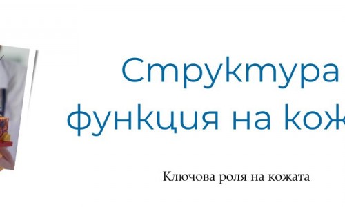 Структура и функция на кожата