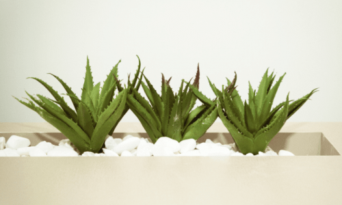 Алое Вера (Aloe barbadensis)