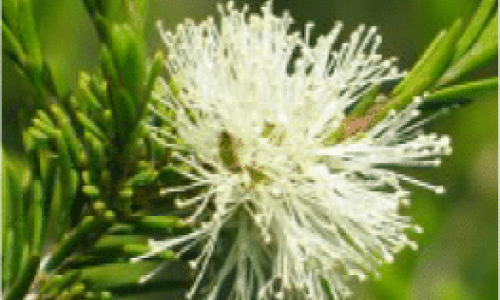 Чаено дърво