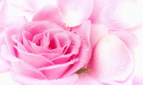 Розова вода