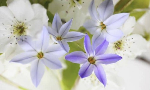 Масло от пореч