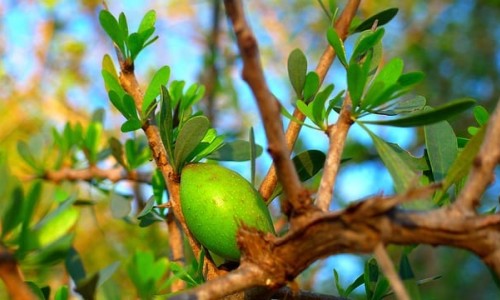 Аргановото масло