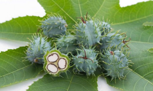 Рициново масло