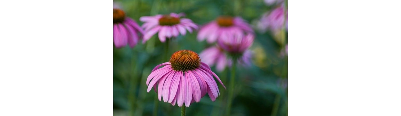 Ехинацея