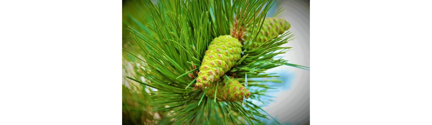 Борови листа