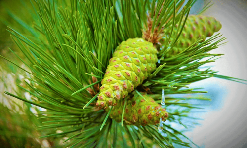 Борови листа