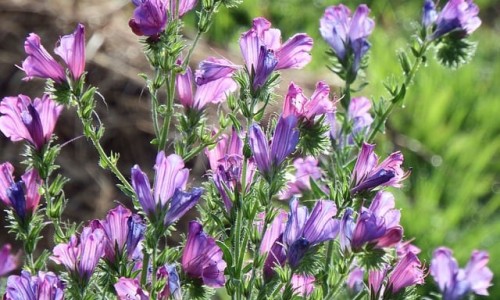 Ехиум (Усойниче)